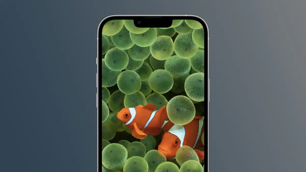 descargar fondo pez payaso iOS 16 iPhone
